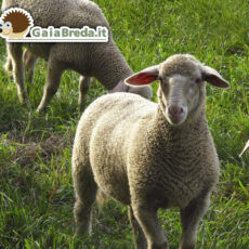 I pastori di Tor Bella Monaca si picchiano e la pecora viene ferita