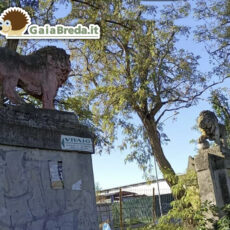 Statue de "Due leoni", la loro storia